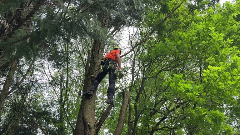 Best Tree and Shrub Care  in St Ignace, MI